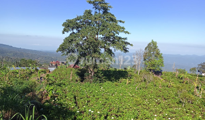 Land View Mount Sea Hill Affordable Price In Munduk Land View Mount Sea Hill Affordable Price In Munduk