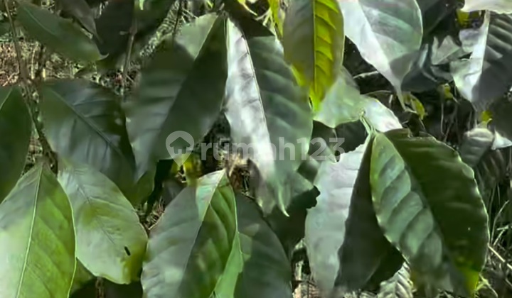 Kebun Kopi Murah Pupuan Tabanan View Keren
