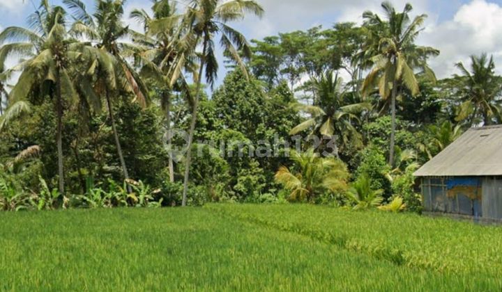 Tanah Sewa Central Ubud Harga Murah Siap Bangun
