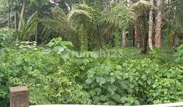 Tanah Sewa Spesial Lokasi Strategis Lodtunduh Tanah Sewa Spesial Lokasi Strategis Lodtunduh