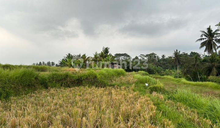 Ready-to-Build Land for Rent in Yellow Zone with Cool Rice Field View