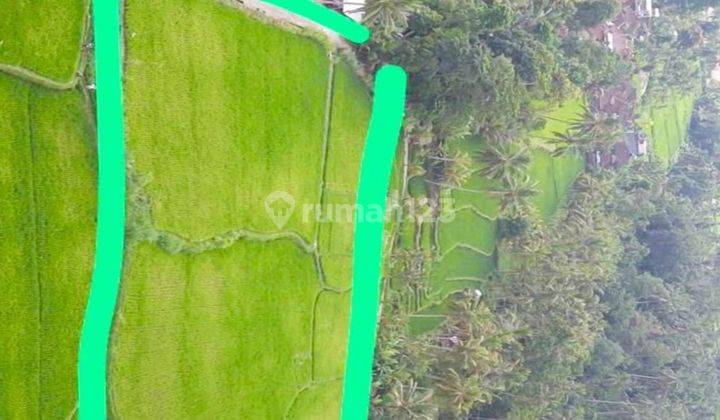 Land with a view of rice fields and forests is cool, suitable for villa complexes 1