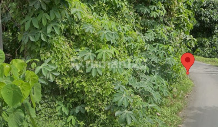 Tanah Zona Kuning Jalan Mobil Papasan Siap Bangun Vila Rental Tanah Zona Kuning Jalan Mobil Papasan Siap Bangun Vila Rental