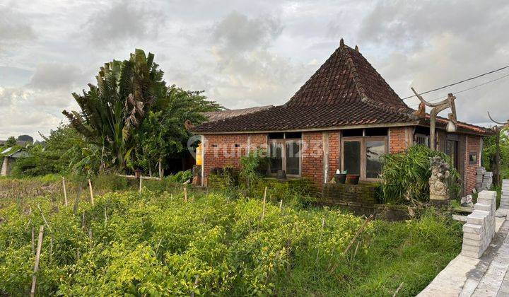 Rumah Joglo View Sawah Abadi Cocok Rental Harga Murah  2