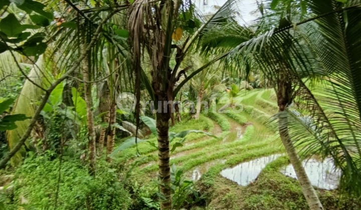 Land with View of Rice Fields Forest Mountain Penebel Cheap Price