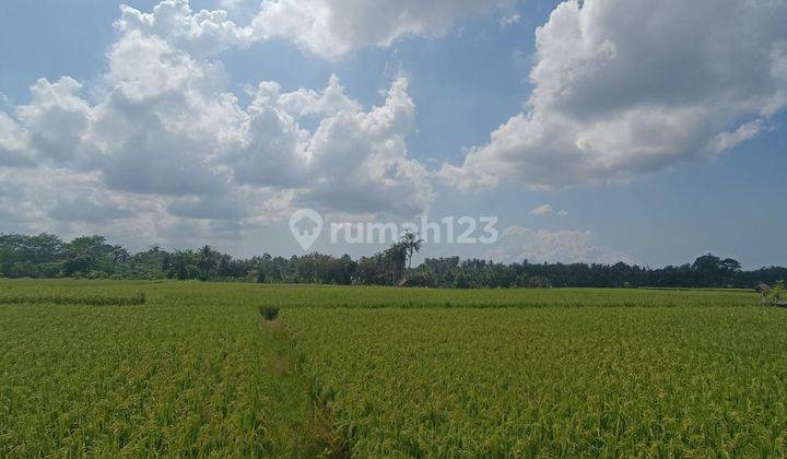 THE CHEAPEST RICE LAND IN LODTUNDUH UBUD 1