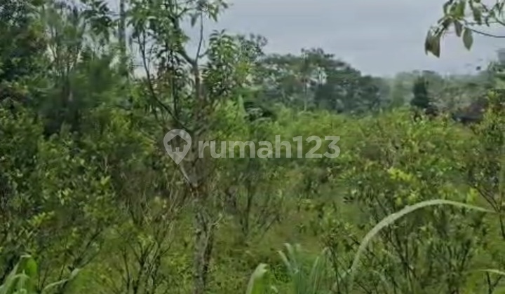 Cheap Rental Land River View Forest Main Road Cheap Rental Land River View Forest Main Road