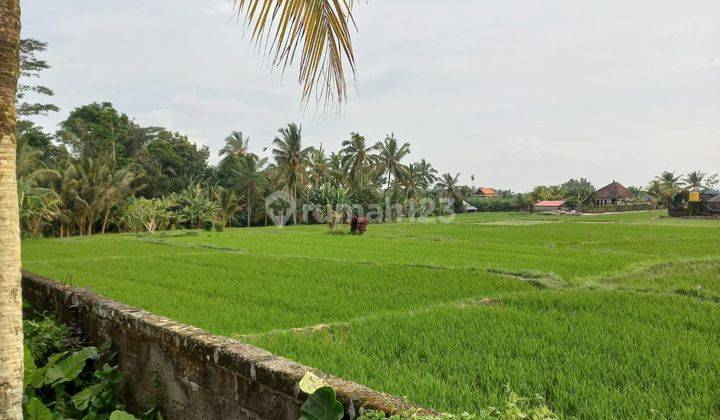 Guest house super murah view sawah di ubud selatan 2