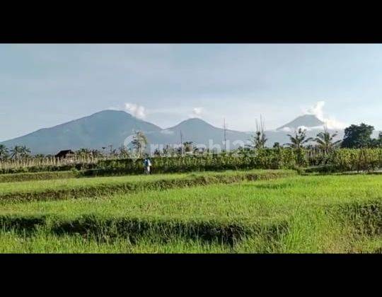 Rumah besar view sawah gunung cantik di tabanan harga murah 6