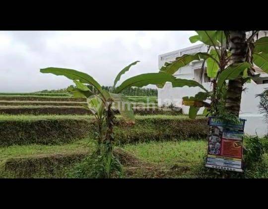 Rumah besar view sawah gunung cantik di tabanan harga murah 8