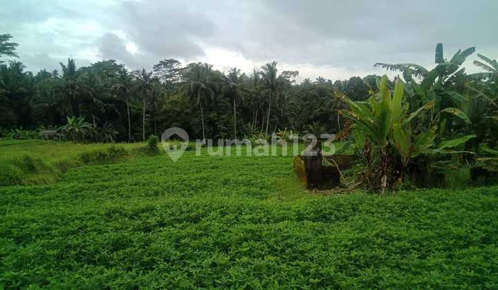 Tanah view sawah cantik super murah di klungkung 9