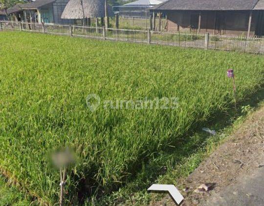 BEAUTIFUL RICE VIEW LAND VILLA ENVIRONMENT IN KROBOKAN KELOD 2