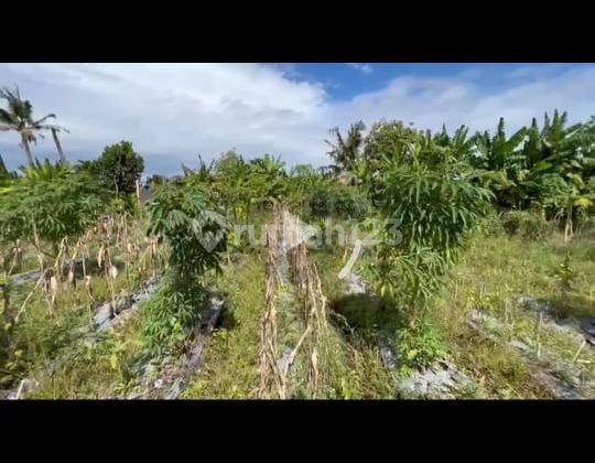 TANAH MURAH VIEW SAWAH DI UMALAS 1 COCOK VILLA 