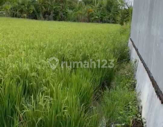 TANAH MURAH VIEW SAWAH DI UMALAS 1 COCOK VILLA 