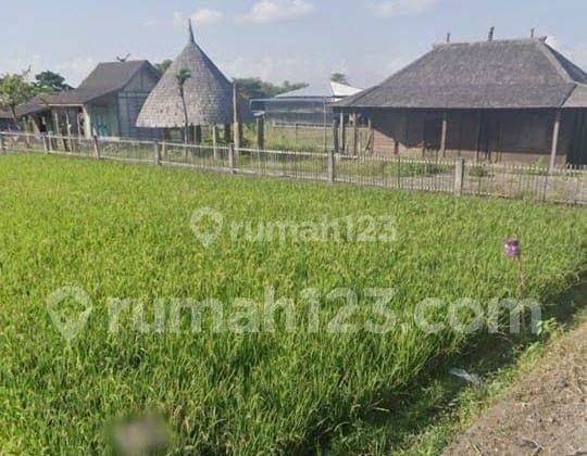 BEAUTIFUL RICE VIEW LAND VILLA ENVIRONMENT IN KROBOKAN KELOD 1