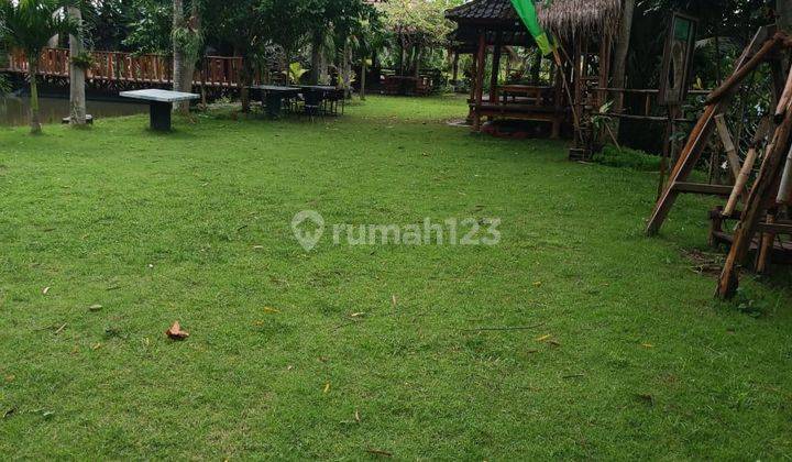 LAND FOR RENT WITH BEAUTIFUL RIVER AND RICE FIELD JUNGLE VIEW IN SUKAWATI 1