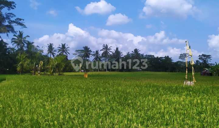 DISEWAKAN TANAH UBUD AREA STRATEGIS DAN INDAH 1