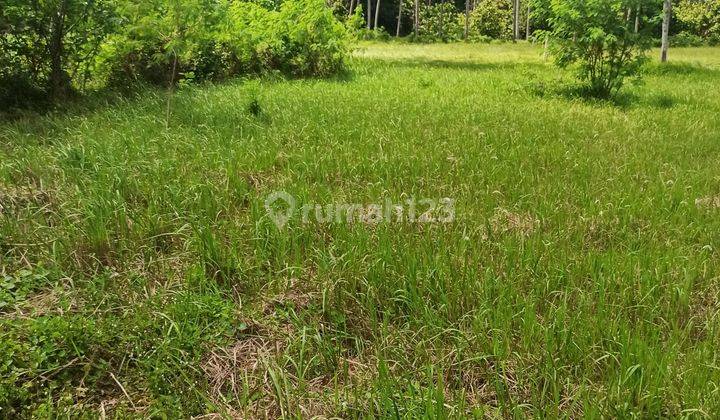 TANAH MURAH DI LODTUNDUH UBUD LINGKUNGAN VILLA 1