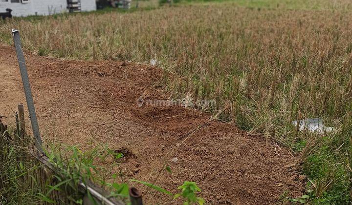 LAND FOR RENTAL WITH RICE VIEW SUITABLE FOR PRIVATE VILLA 2