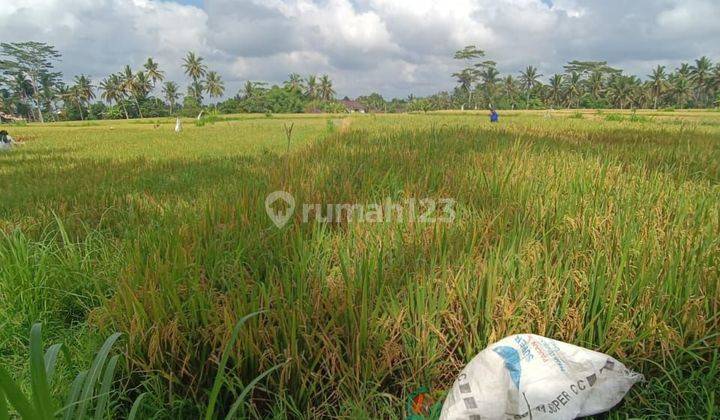 TANAH SEWA VIEW SAWAH HARGA MURAH DI PEJENG KANGIN 2