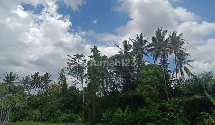 BEAUTIFUL JUNGLE AND RICE FIELD VIEW LAND PRICE ACCEPT SHM 2