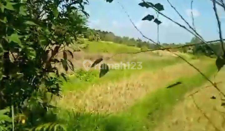 DURIAN GARDEN LAND COOL FOREST FIELD VIEW IN TABANAN 2