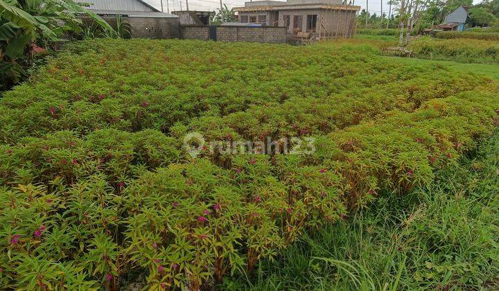 TANAH VIEW SAWAH LINGKUNGAN VILLA TERMURAH DI SUKAWATI  1