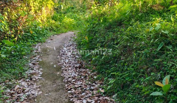 Tanah Kebun Murah Datar Siap Bangun Di Tabanan  2