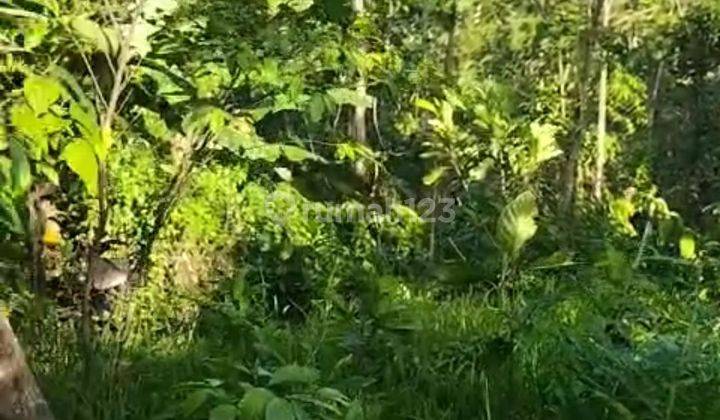 Tanah Kebun Murah Datar Siap Bangun Di Tabanan  1