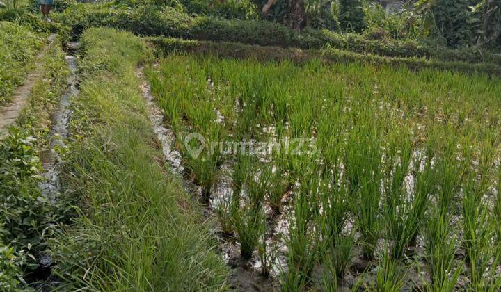 TANAH VIEW SAWAH SUNGAI GUNUNG UKURAN KECIL DI UBUD  2