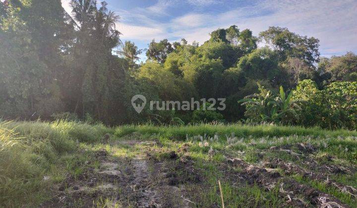 LOS RIVER LAND VIEW RICE FIELD DIRECTION TO KEDUNGGU BEACH  1