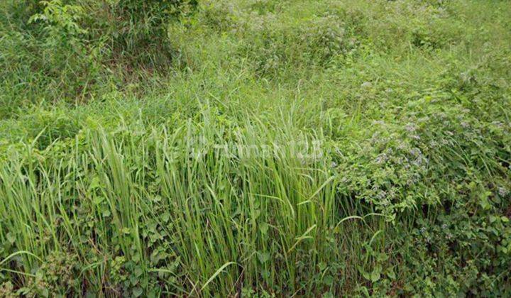 LAND SIDE THE ROAD VIEW RICE FIELDS SUITABLE FOR VILLA RENTAL  1