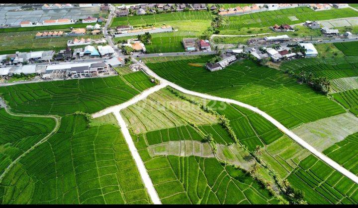 TANAH VIEW SAWAH ABADI TERMURAH DI UMALAS  1