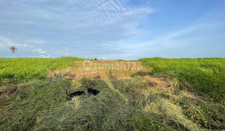 TANAH VIEW LAUT GUNUNG SAWAH SUPER KEREN PERERENAN  1