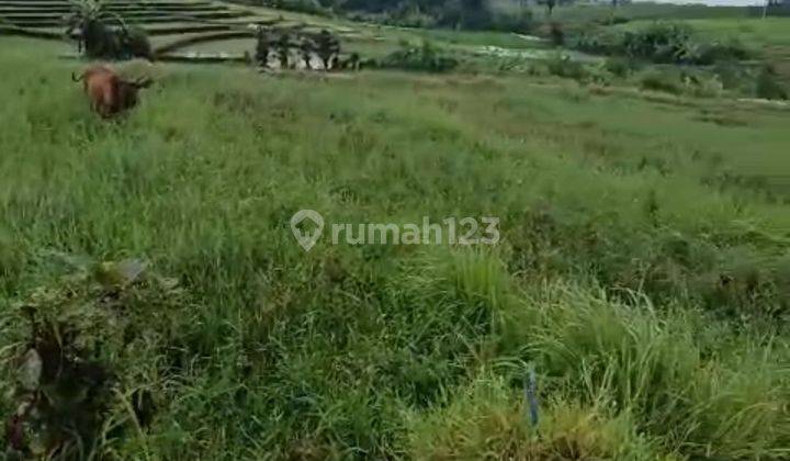 SUPER CHEAP LAND IN PERERENAN COOL MOUNTAIN RICE VIEW  1