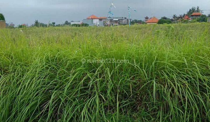 SUPER COOL RICE VIEW LAND NEAR PURNAMA BEACH  1