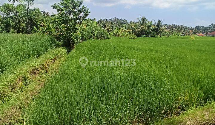 LAND WITH SUPER BEAUTIFUL RICE VIEWS IN CENTRAL UBUD 2