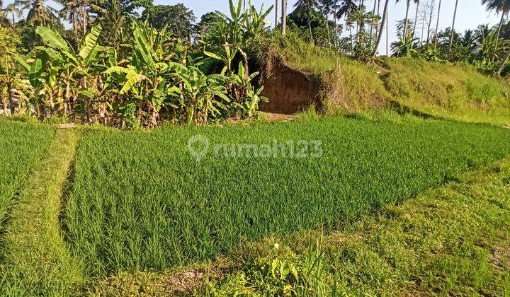 TANAH VIEW SAWAH DAN SUNSET KEREN DESA MAS UBUD 2