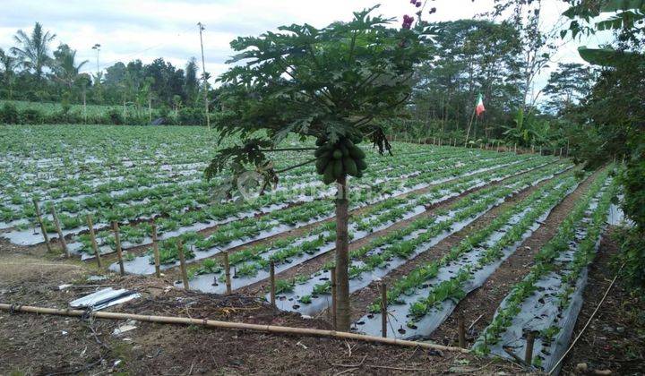 TANAH KEBUN COCOK INVESTASI HARGA MURAH UDARANYA SEJUK  2