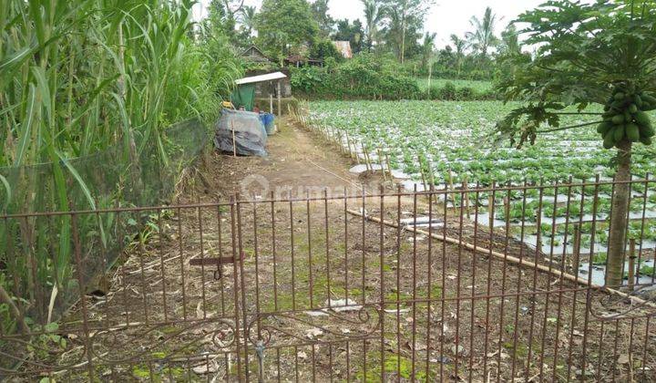 TANAH KEBUN COCOK INVESTASI HARGA MURAH UDARANYA SEJUK  2