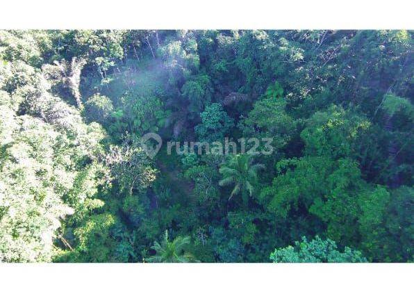 Tanah View Lembah Sawah Jungle Keren Cocok Villa Rental 1