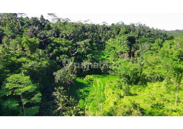 Tanah View Lembah Sawah Jungle Keren Cocok Villa Rental 2