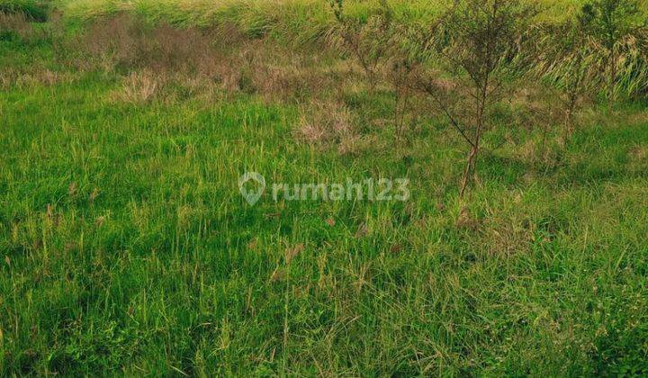 TANAH VIEW SAWAH DEKAT PANTAI PERERENAN CANGGU  2