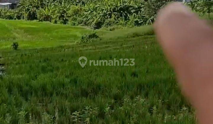 TANAH VIEW SAWAH CANTIK DI DAWAS PADONAN HARGANYA MURAH  1