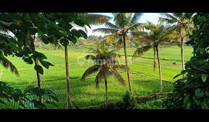 LAND FOR RENTAL VIEWING TERRACED FIELDS AND BEAUTIFUL SUNSET  2