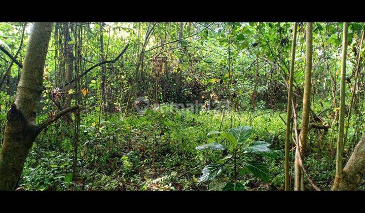 LAND FOR RENT WITH JUNGLE VALLEY RIVER VIEW SUITABLE FOR A COMPLEX VILLA  1