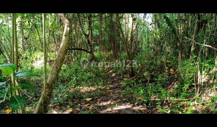 LAND FOR RENT WITH JUNGLE VALLEY RIVER VIEW SUITABLE FOR A COMPLEX VILLA  2