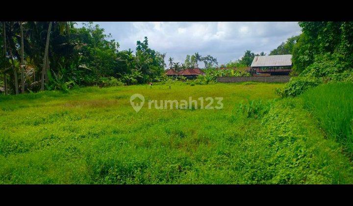 LAND FOR RENT YELLOW ZONE VIEW RICE RICE VALLEY SUITABLE FOR VILLA RENTAL  1