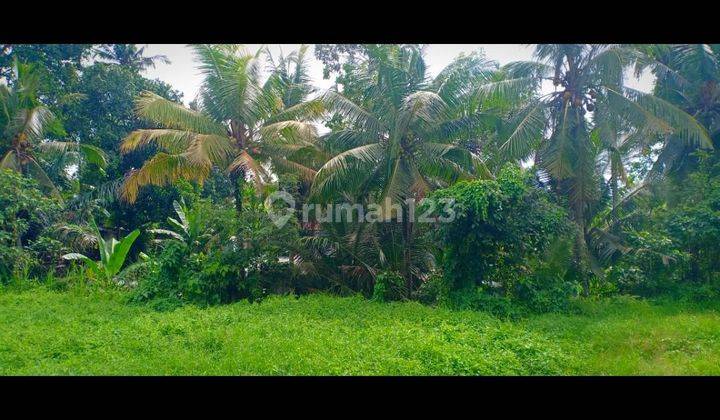 LAND FOR RENT YELLOW ZONE VIEW RICE RICE VALLEY SUITABLE FOR VILLA RENTAL  2