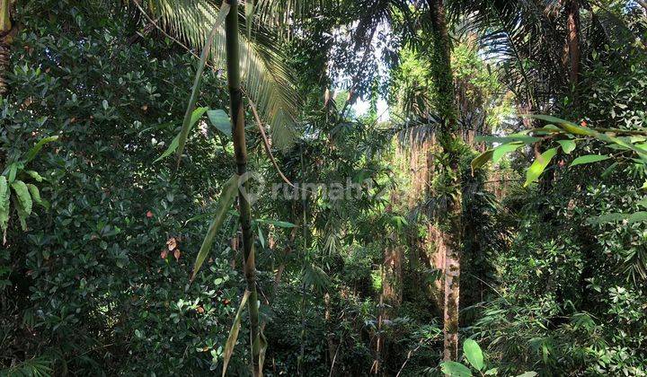 TANAH SEWA FULL VIEW SAWAH DAN JUNGLE KEREN COCOK VILLA RENTAL  2